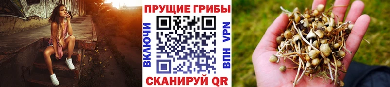 Галлюциногенные грибы Psilocybe Шиханы
